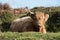 Highland Cattle, Scottish Cattle Breeds, Scotland Cow Breeds