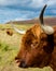 Highland cattle on scottish pasture