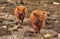 Highland cattle, shoreline, Scotland