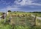 Highland cattle in the south of England at Sidbury Hill, Tidworth,Wiltshire,United Kingdom