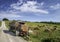 Highland cattle in the south of England at Sidbury Hill, Tidworth,Wiltshire,United Kingdom