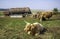 Highland cattle in the south of England at Sidbury Hill, Tidworth,Wiltshire,United Kingdom