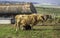 Highland cattle in the south of England at Sidbury Hill, Tidworth,Wiltshire,United Kingdom