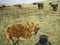 Highland cattle in the south of England at Sidbury Hill, Tidworth,Wiltshire,United Kingdom