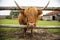 Highland cattle sticking his head through the fence