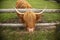 Highland cattle sticking his head through the fence