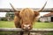 Highland cattle sticking his head through the fence