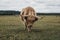 Highland Cattle walking in a field towards the camera, The New Forest, Dorset, UK, motion blur