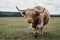 Highland Cattle walking in a field towards the camera, The New Forest, Dorset, UK, motion blur