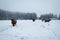 Highland cattles in the Ardennes forest in snowy and foggy weather in Belgium.