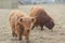 Highland cattles grazing on the farm