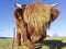 Highland cettle calf looks into camera