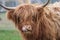 Highland Cow