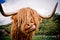 Highland Cow