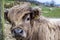 Highland cow