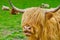 Highland cow