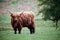 Highland cow,