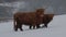Highland cow, bos taurus, coo, cattle, young and female foraging in snow covered field within the cairngorms national park, scotla