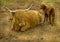 Highland Cow and Calf