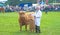 Highland cow and calf at Grantown