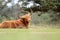 Highland cow cattle resting in nature