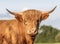 Highland cow closeup headshot with horns staring at camera