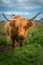 Highland Cow Eating Grass, Isle of Mull, Scotland, UK