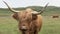 HIGHLAND COW FACE SCOTLAND CLOSE SHOT 100 IPS HD