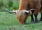 Highland Cow feeding on grass close up green field background.