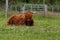 Highland Cow in a Fenced Field