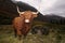 Highland cow in a Glen Coe, Scotland