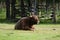 Highland Cow Gracing on a Field 2