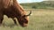 HIGHLAND COW GRAZE SCOTLAND 50 IPS HD