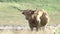 HIGHLAND COW GRAZE SCOTLAND HD