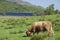 A highland cow grazes in the lush fields of Scotland.