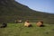 A Highland cow grazes in a pasture