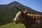 A Highland cow grazes in a pasture