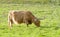 A highland cow grazing