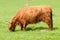 Highland cow grazing