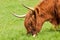 Highland cow grazing close up of head