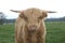 Highland Cow in grazing field