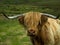 Highland Cow Head