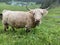 The Highland cow Hielan coo, Scottish breed Das Schottische Hochlandrind, Highland Cattle or Kyloe on the meadows and pastures