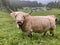 The Highland cow Hielan coo, Scottish breed Das Schottische Hochlandrind, Highland Cattle or Kyloe on the meadows and pastures