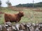 Highland cow on the Isle of Mull