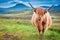 Highland cow in Isle of Skye, Scotland