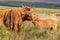 Highland cow and its calf in Dartmoor, Devon UK