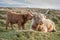 Highland Cow laying down with Calf