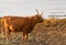 A highland cow by loch lomond