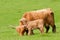 Highland cow with loving calf